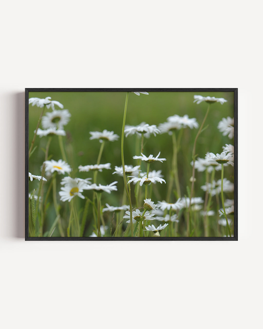 Bloemenveld Poster