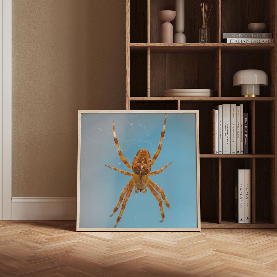 Spin op web Poster