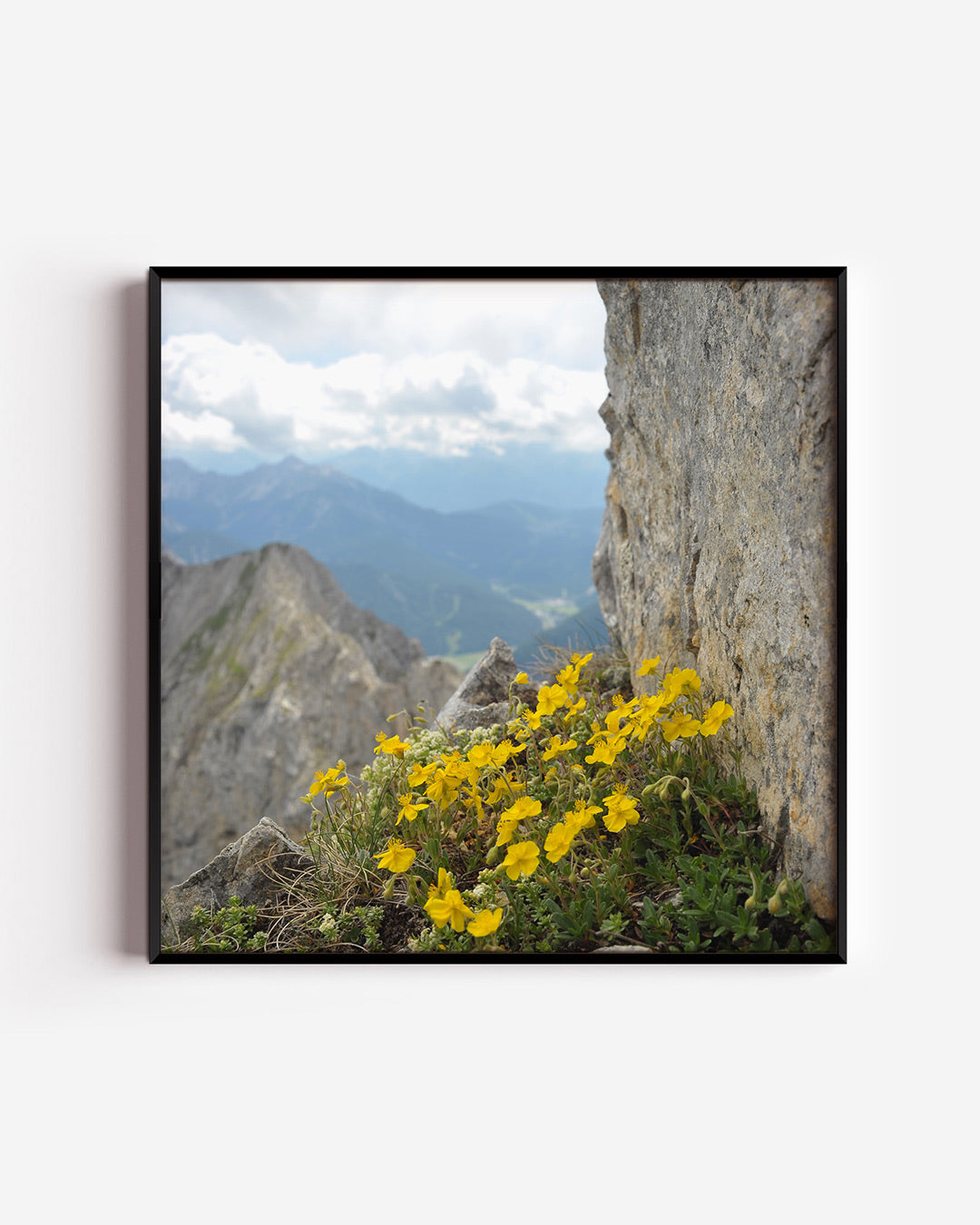 Bergbloemen en rotsen Poster