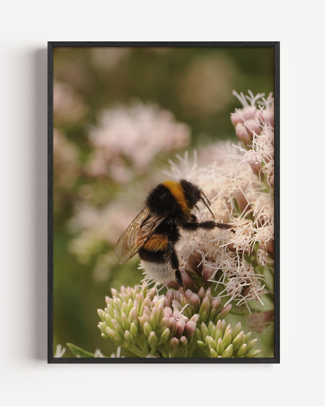 Bij op bloem Poster