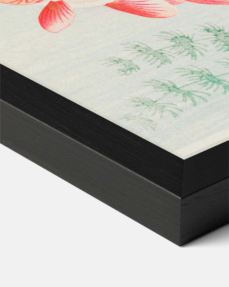 Japanse Goudvissen Poster-WallArtistic