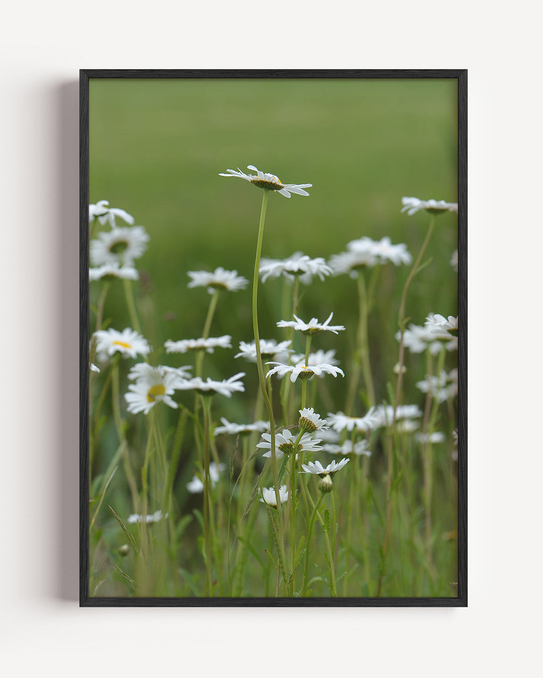 Bloemen in weide Poster
