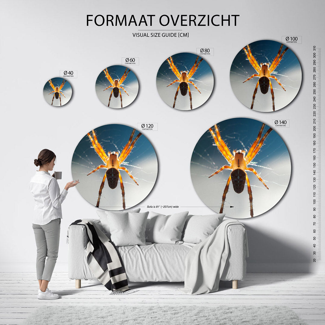 Spin in web Muurcirkel