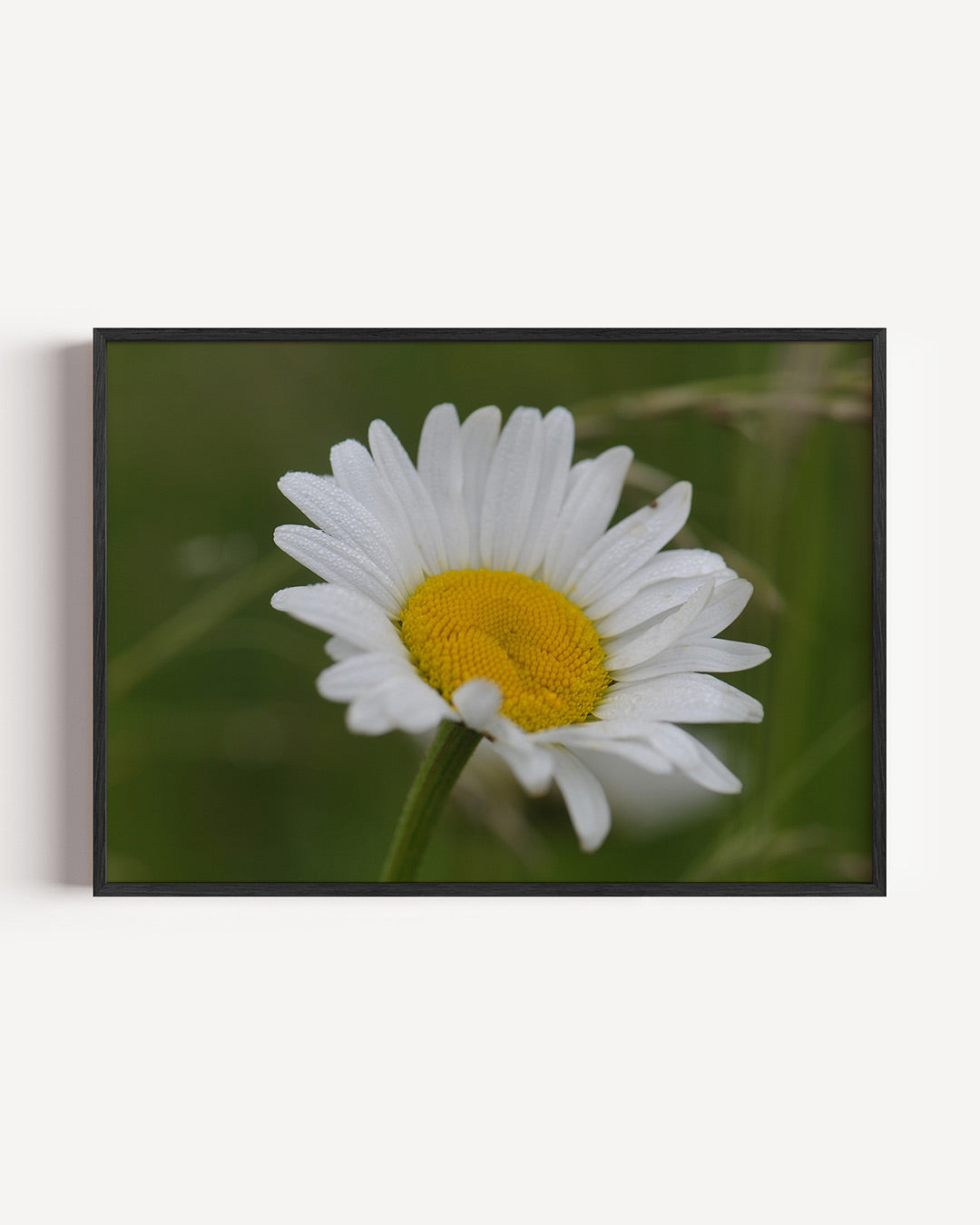Bloem in natuur Poster