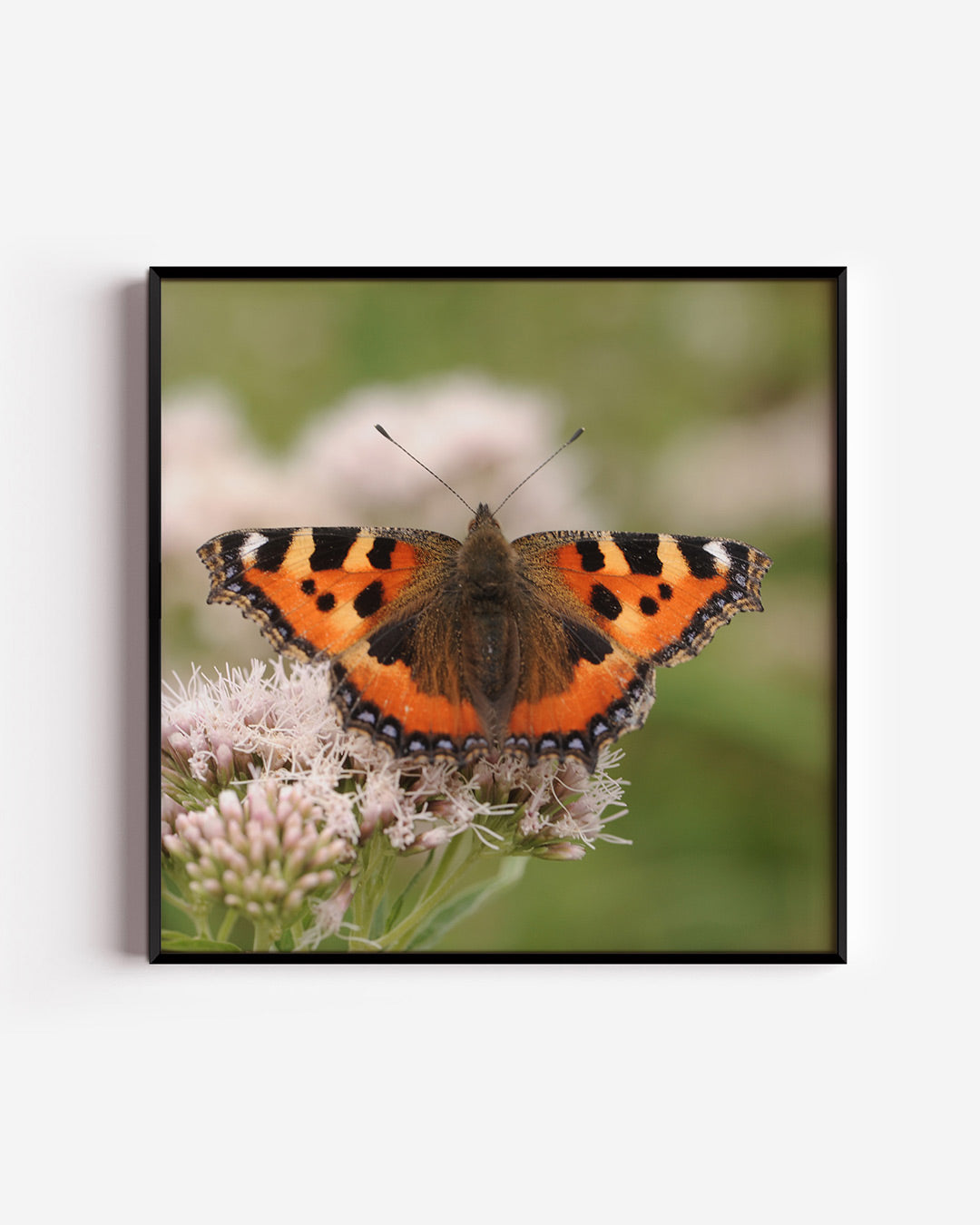 Vlinder op bloem Poster