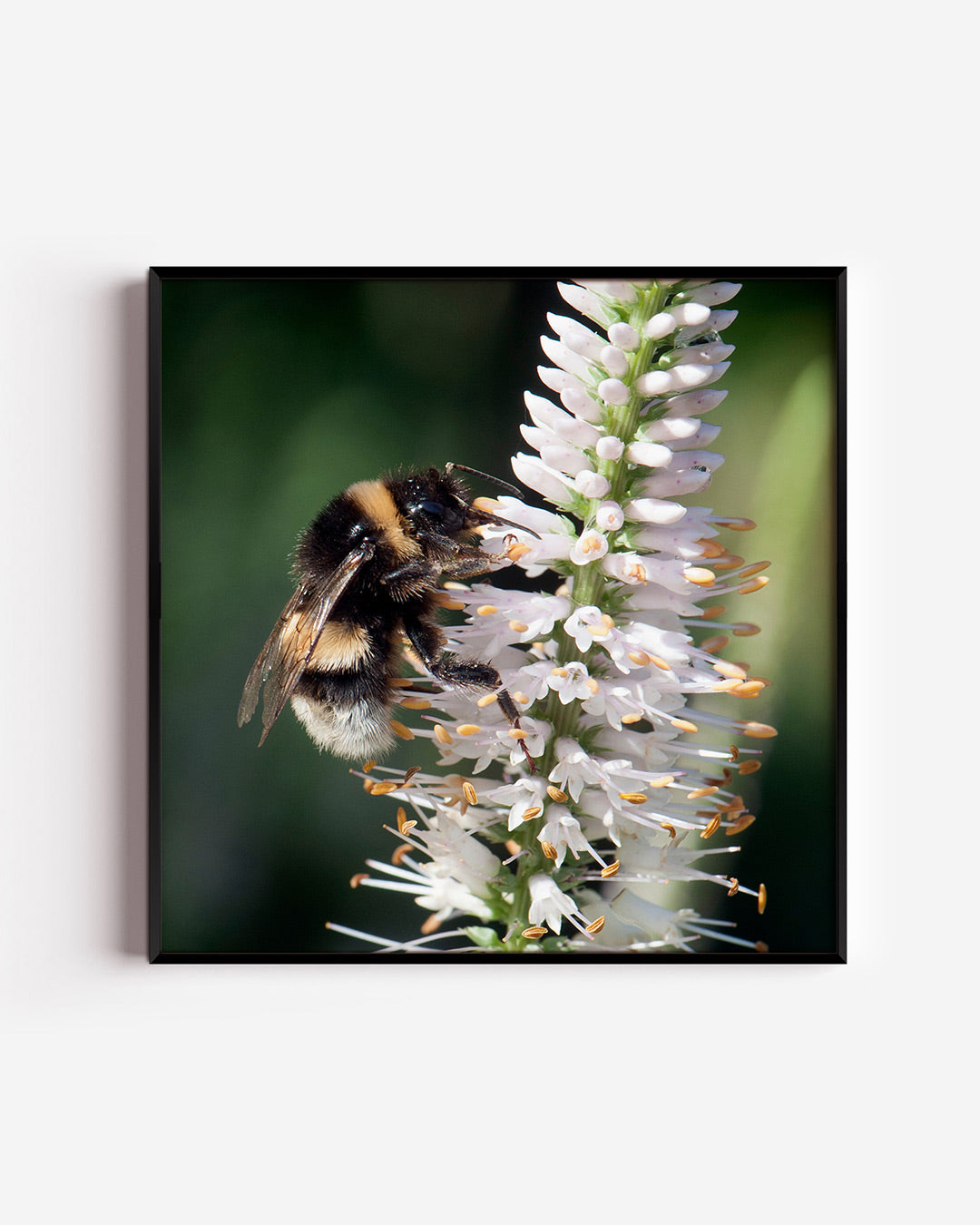 Bij op bloem Poster