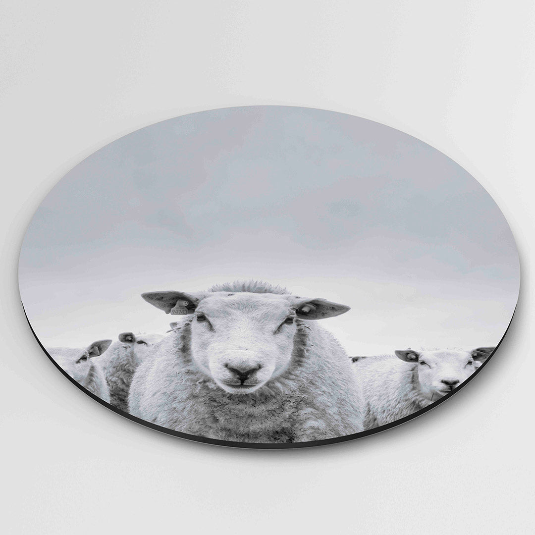 Schapen in zwart wit Muurcirkel