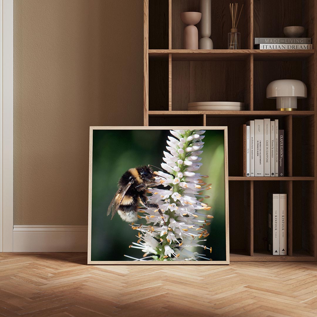Bij op bloem Poster