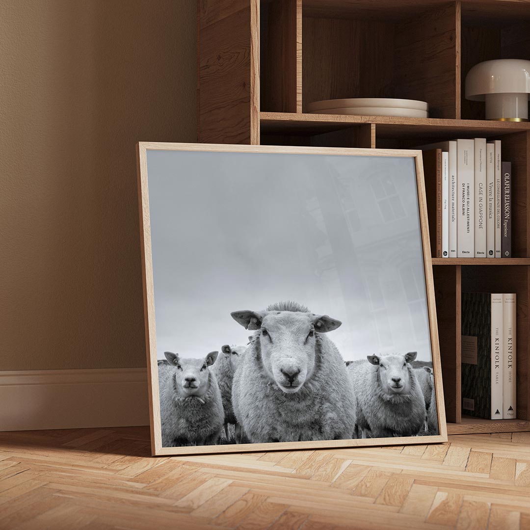 Schapenportret Poster