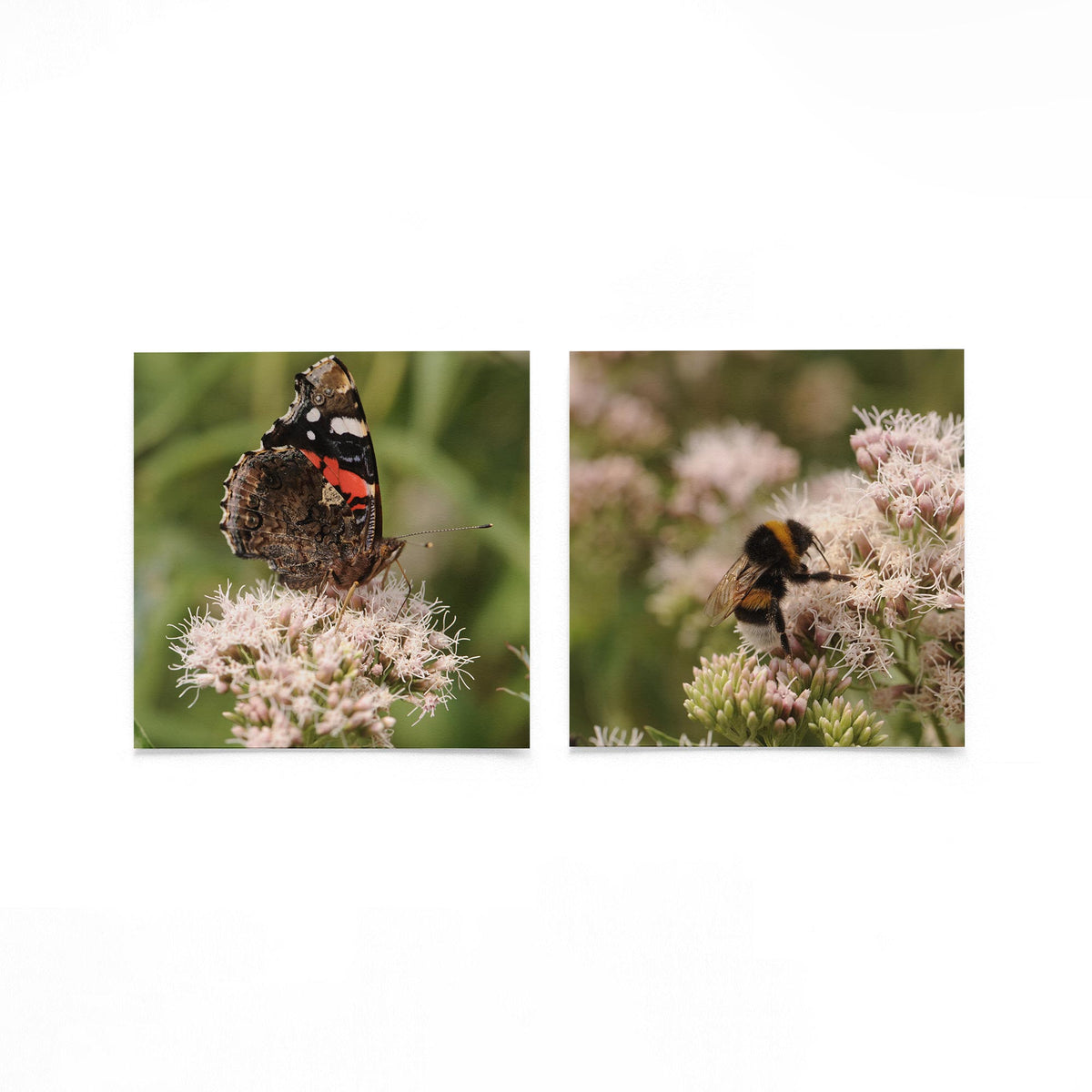 Productfoto van twee vierkante posters met vlinder en hommelbloesem – Gerald Emming