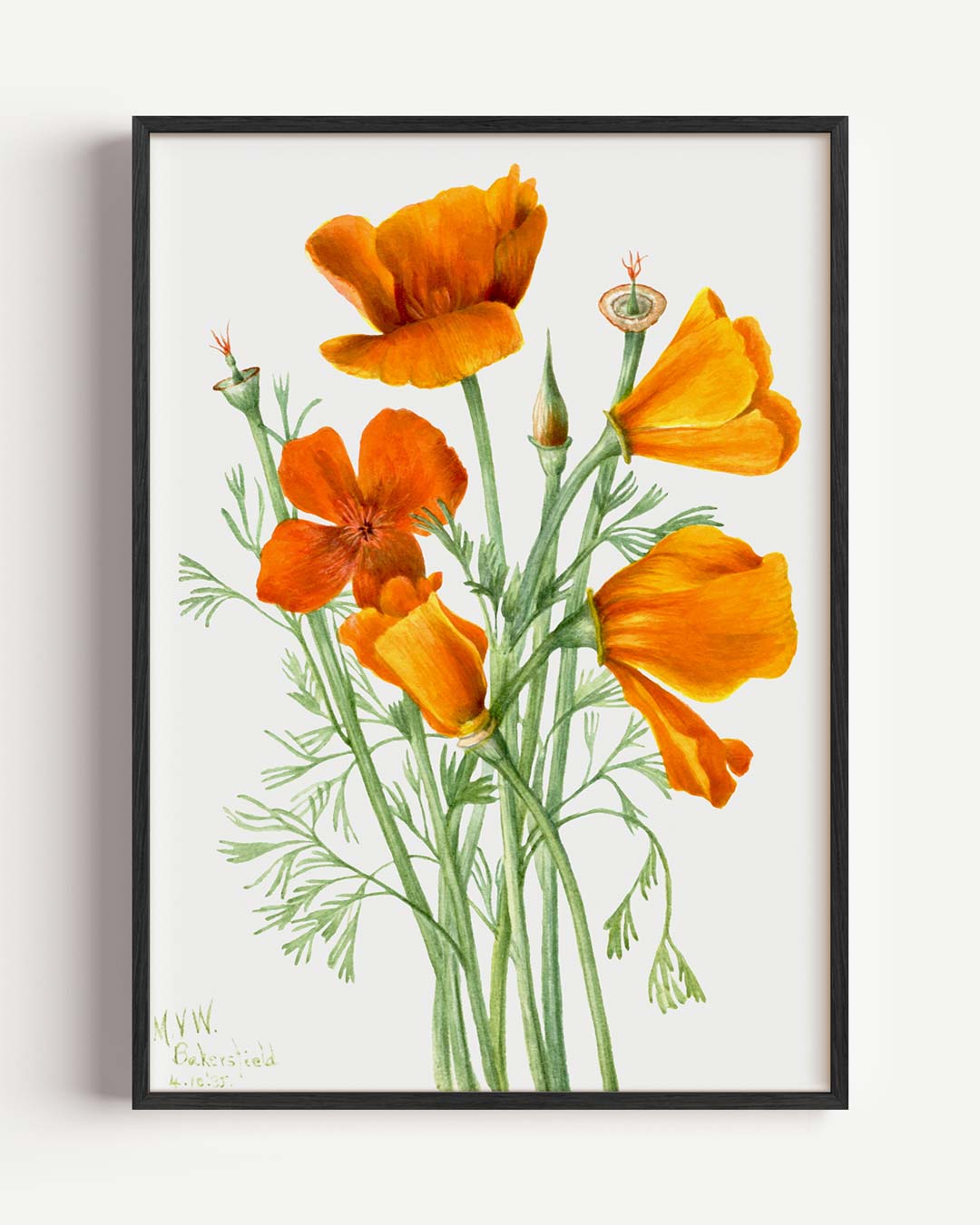 Vrolijke Klaproos Bloemposter-WallArtistic