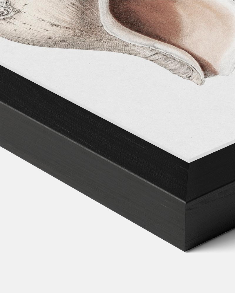 Elegante Schelpenillustratie Poster-WallArtistic
