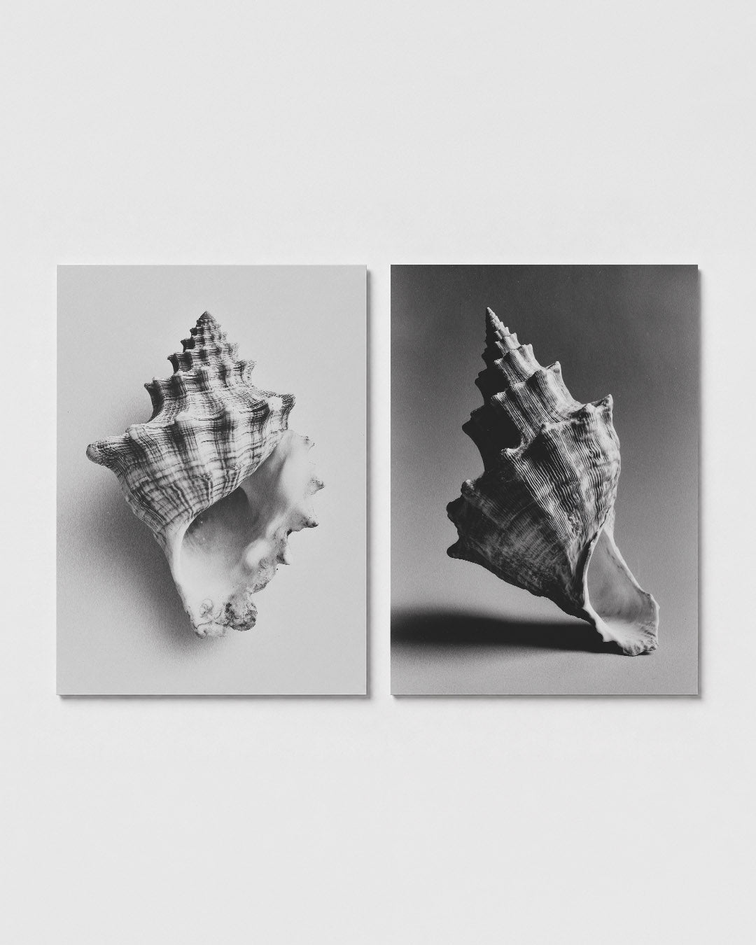 Schelpenritme Posterset